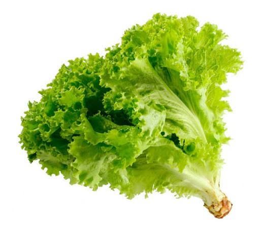 lechuga crespa la Mayorita