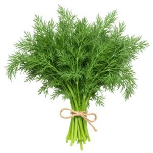 menta la mayorita