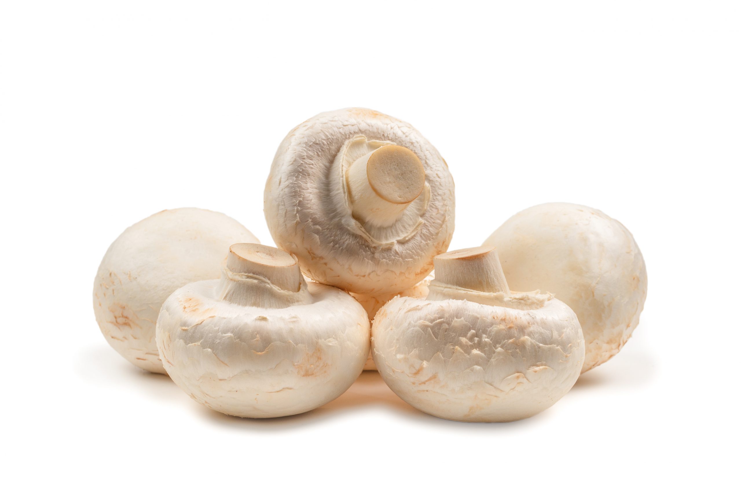 champignon la mayorita